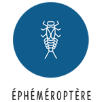Ephemeroptère