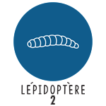 Lépidoptère 2
