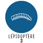 Lépidoptère 3