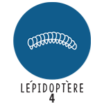 Lépidoptère 4