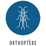 Orthoptère