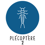 Plécoptère 2
